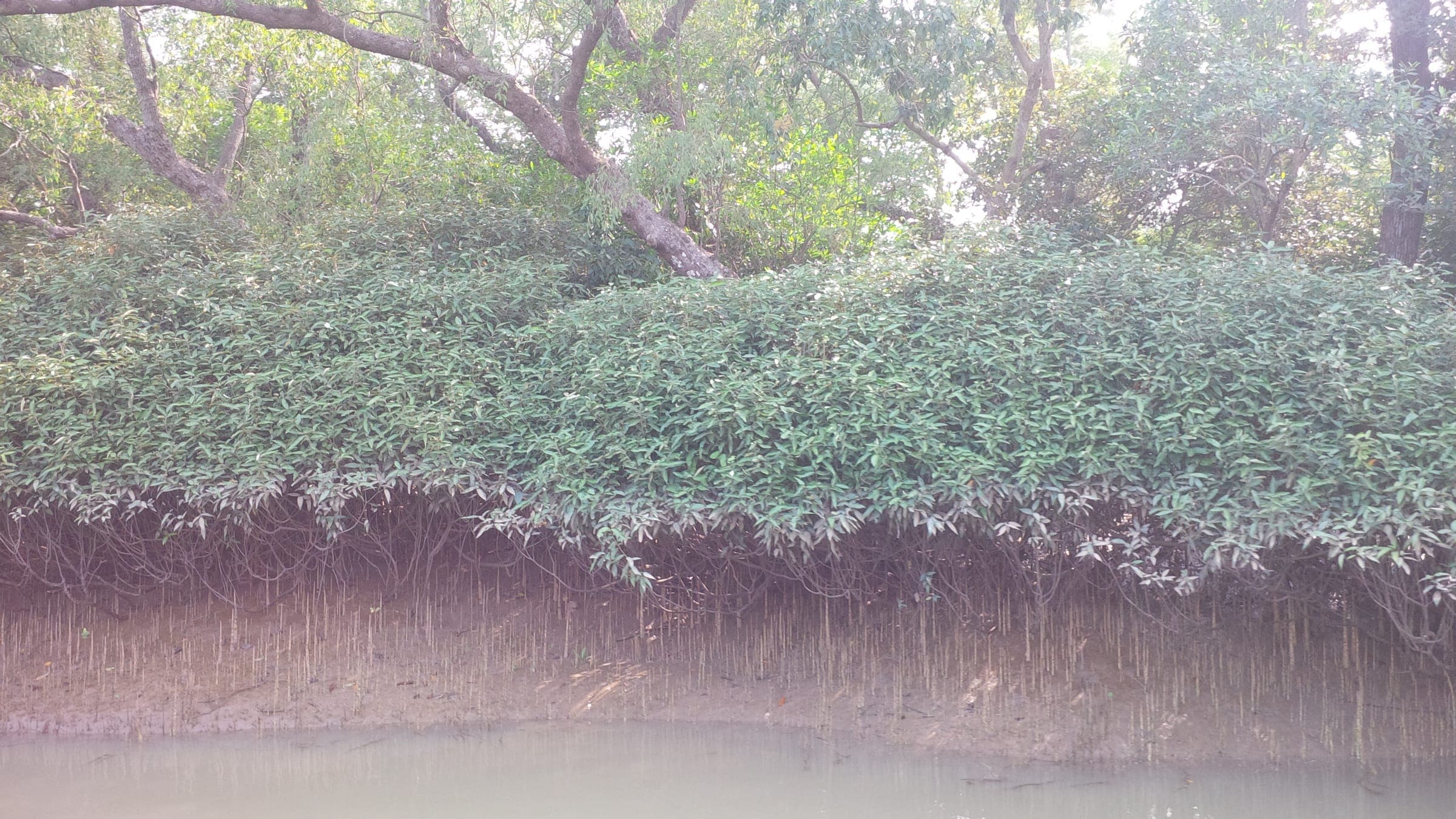 Mangrove shrubs lining a creek bank in Bhitarkanika, Odisha