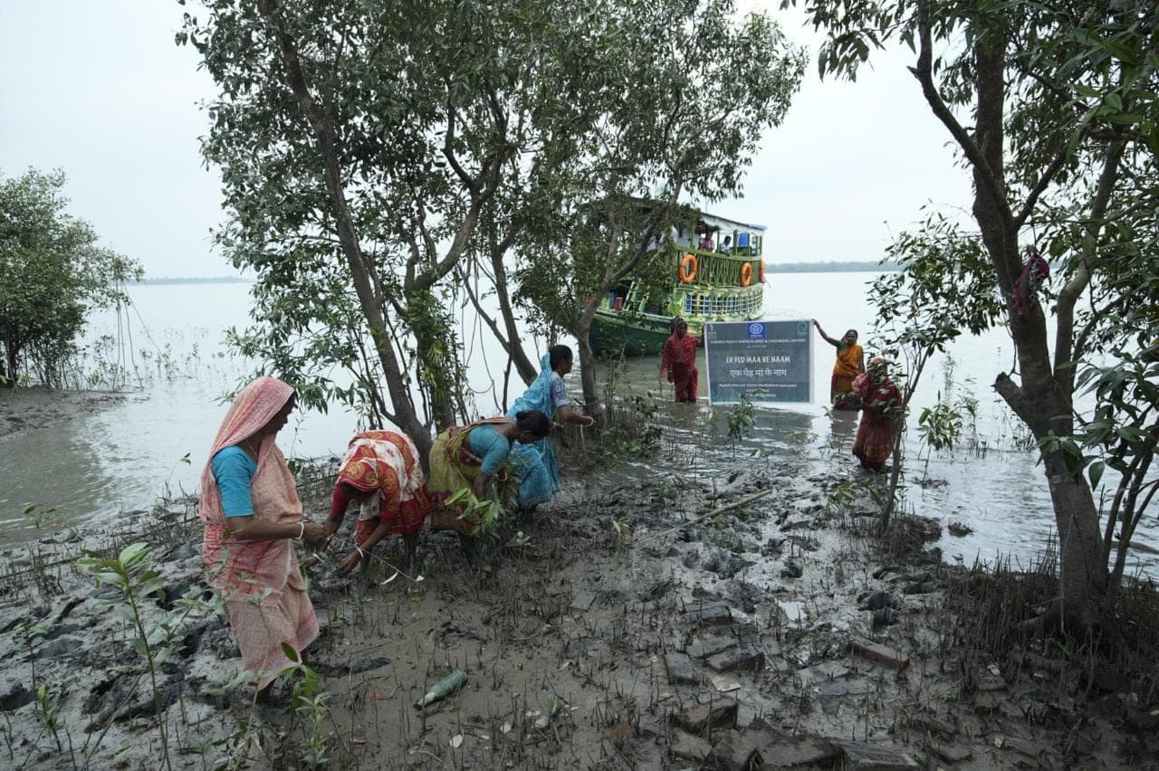 Planting along the tidal shore as the water comes in