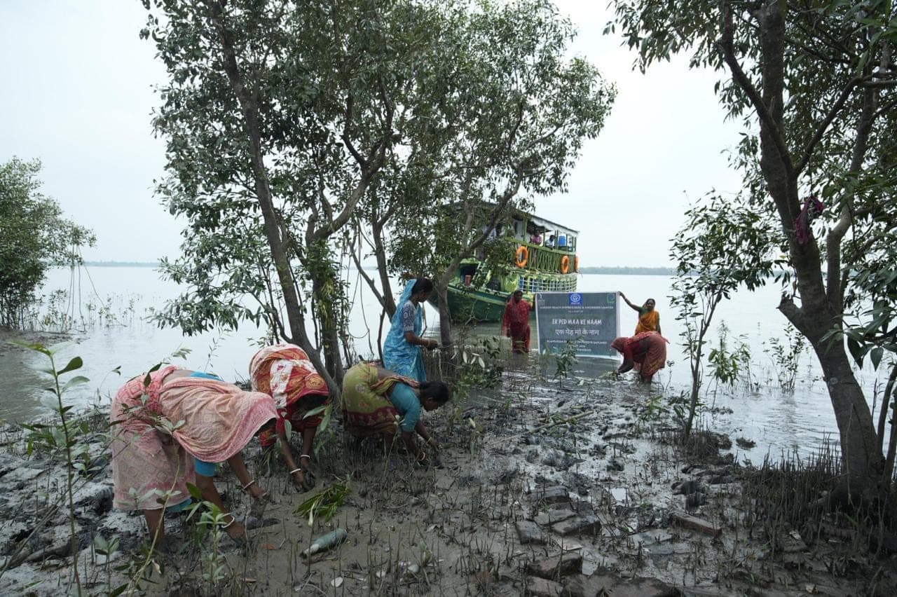 Women planting mangrove saplings in the mud beneath trees at the river's edge during a Planet Mama plantation drive