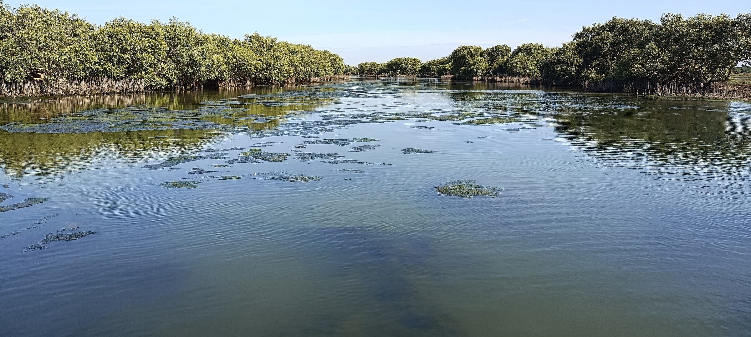 Calm lagoon water lined with mangroves at Pulicat, Tamil Nadu