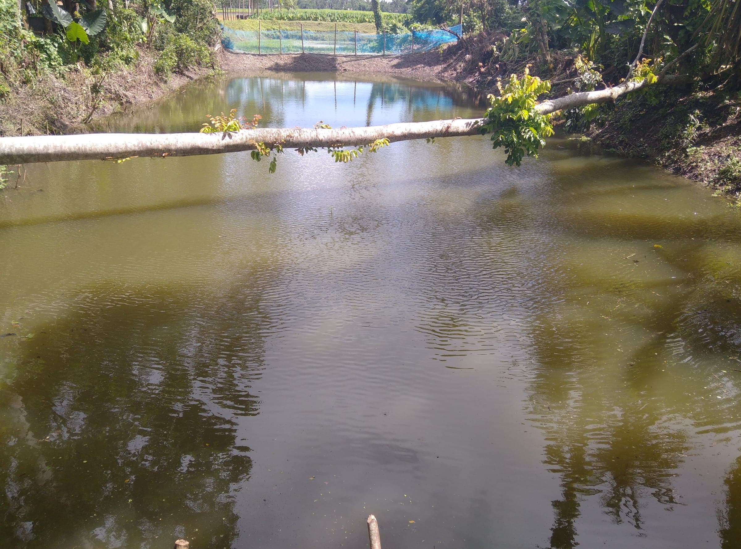 A tree-lined village pond in North 24 Parganas reflecting the sky