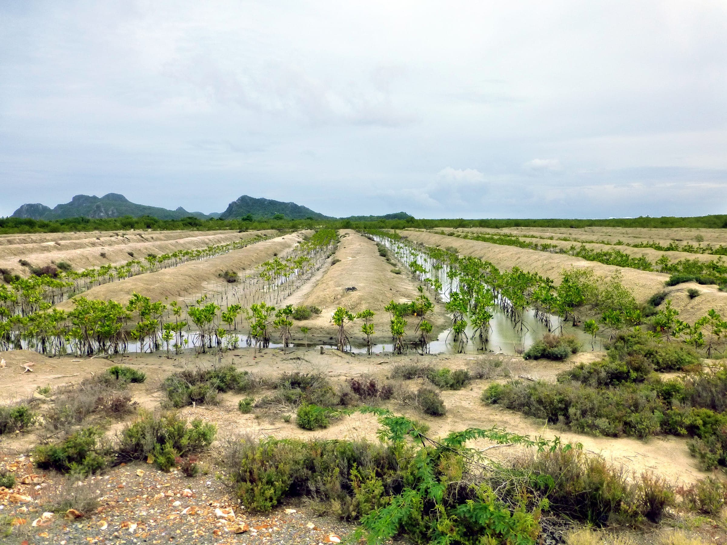Rows of young mangrove saplings growing in a coastal nursery