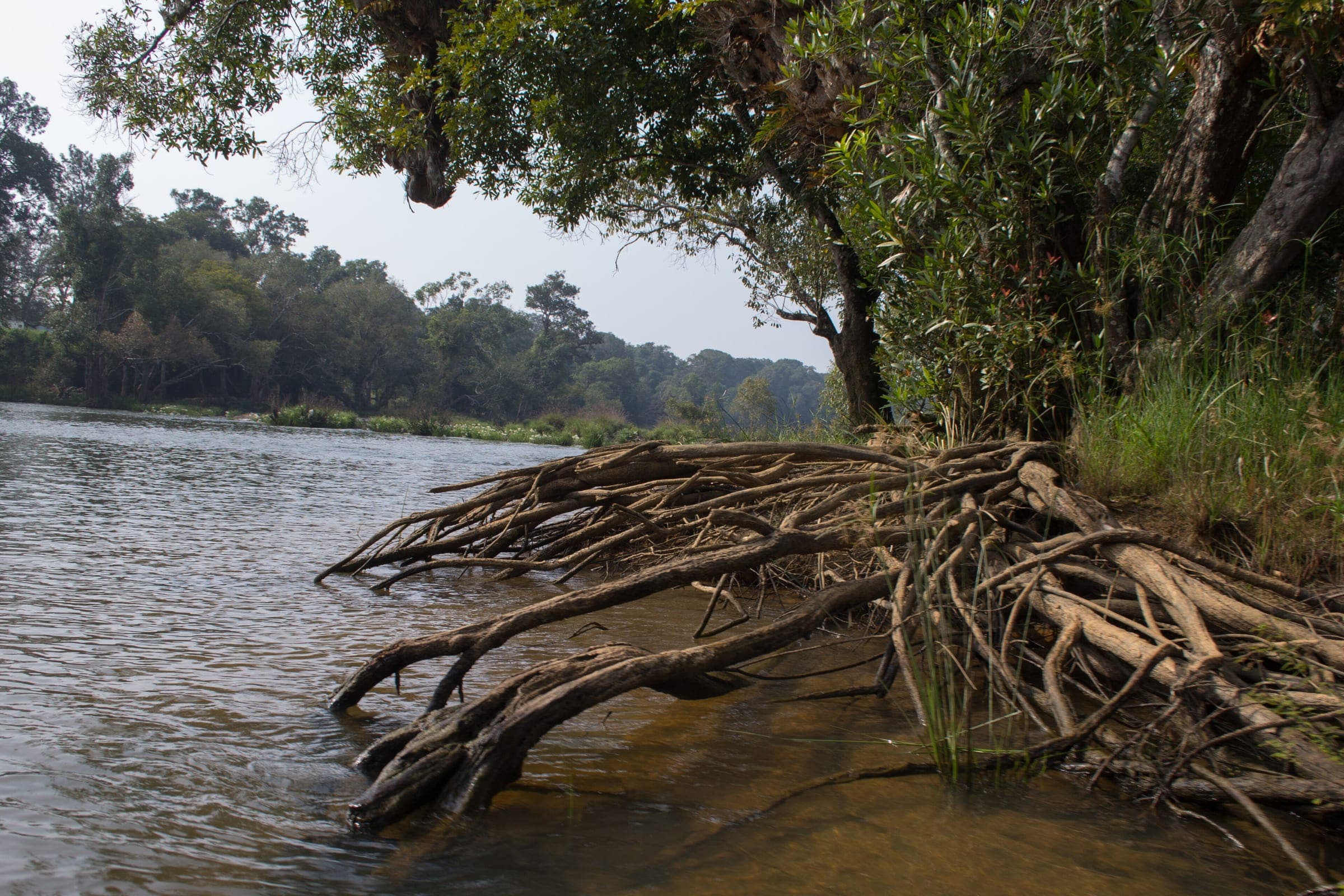 Mangrove roots reaching into a slow river