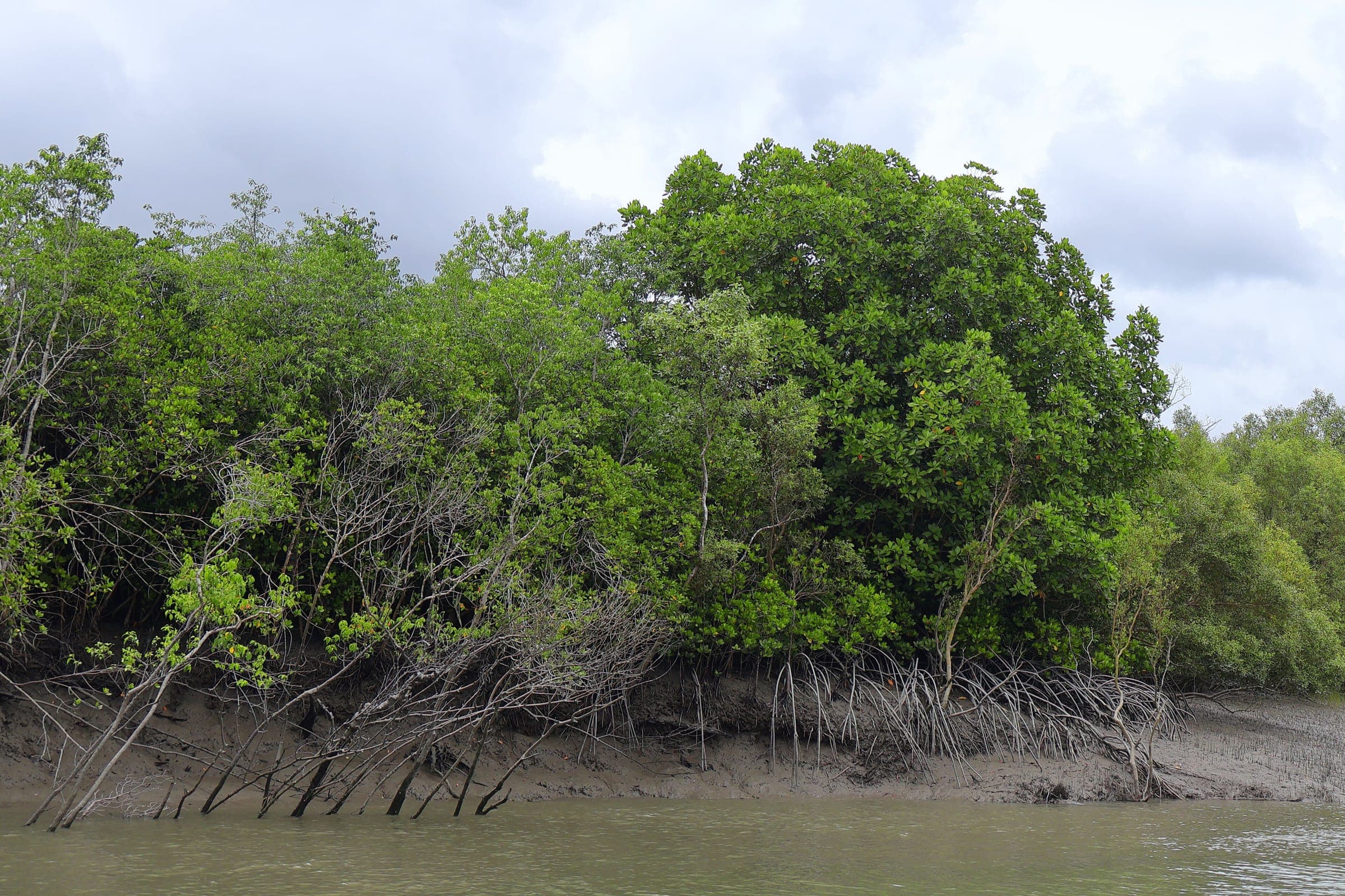 Mangrove forest at low tide in the Sundarbans, its breathing roots rising from the mud beneath a monsoon sky