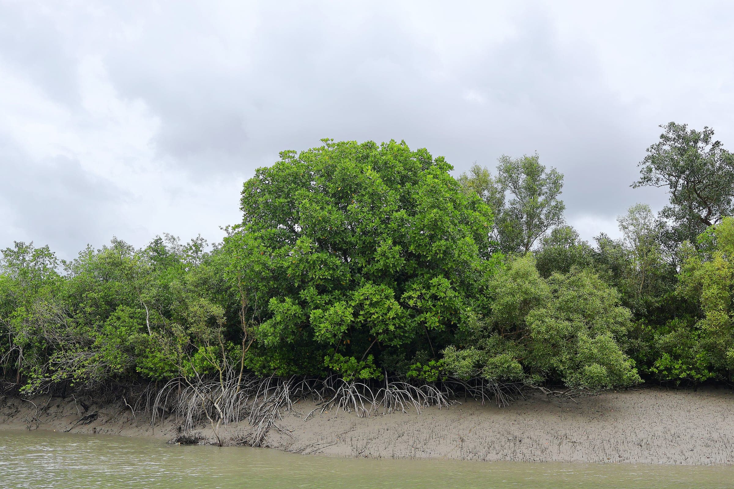 Mangrove forest along a tidal creek in the Sundarbans