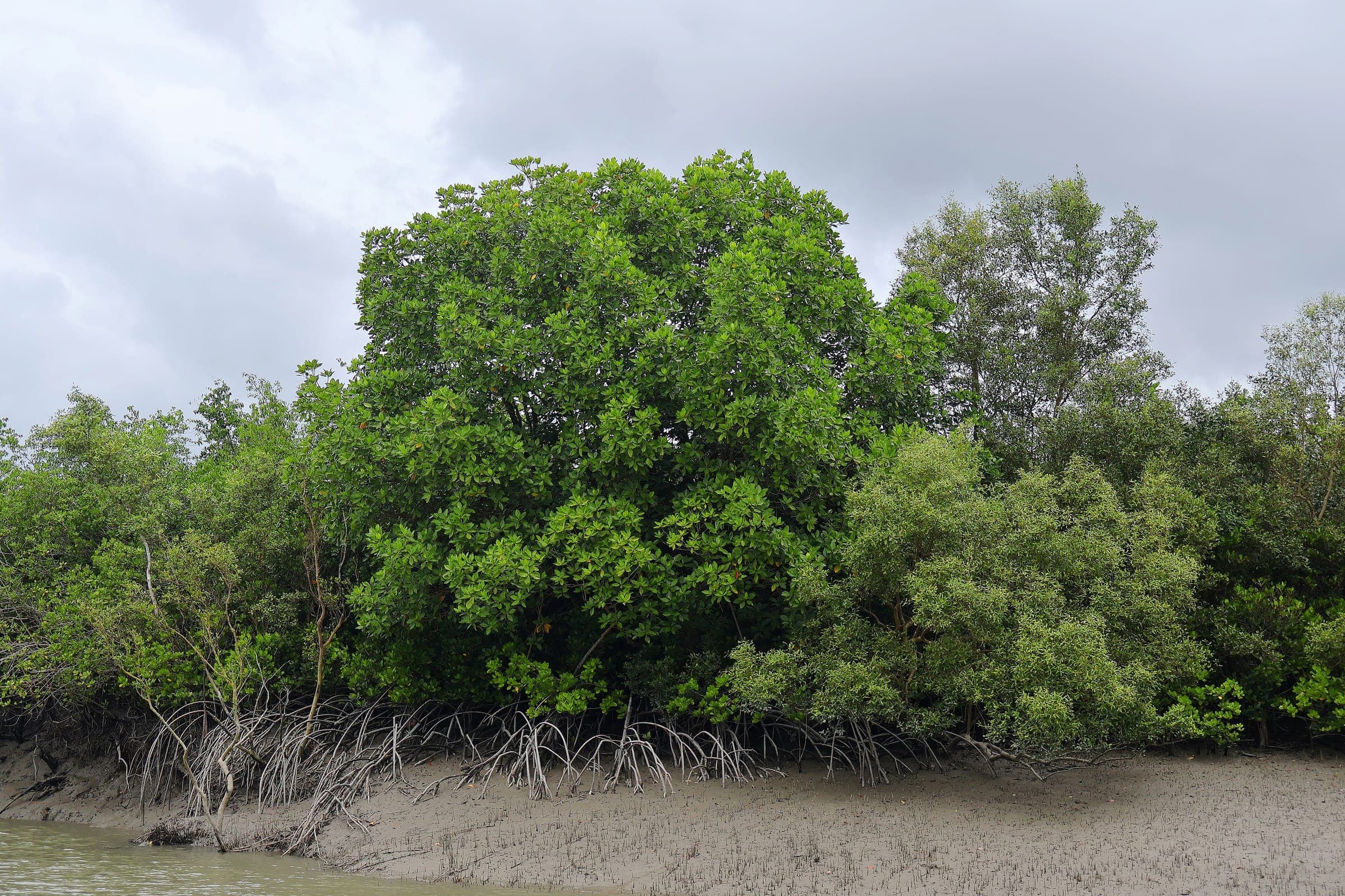Dense mangrove forest along a tidal creek in the Sundarbans at low tide, roots exposed in the mud