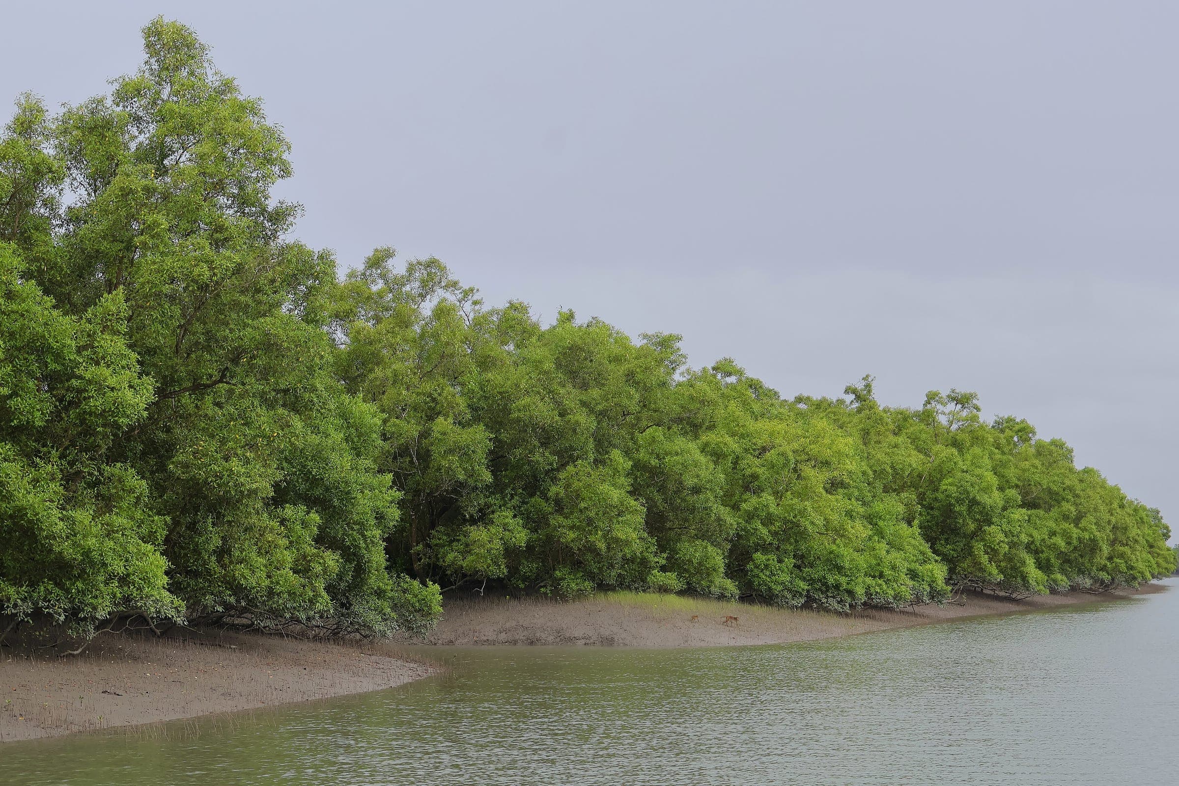Mangroves along a quiet tidal channel