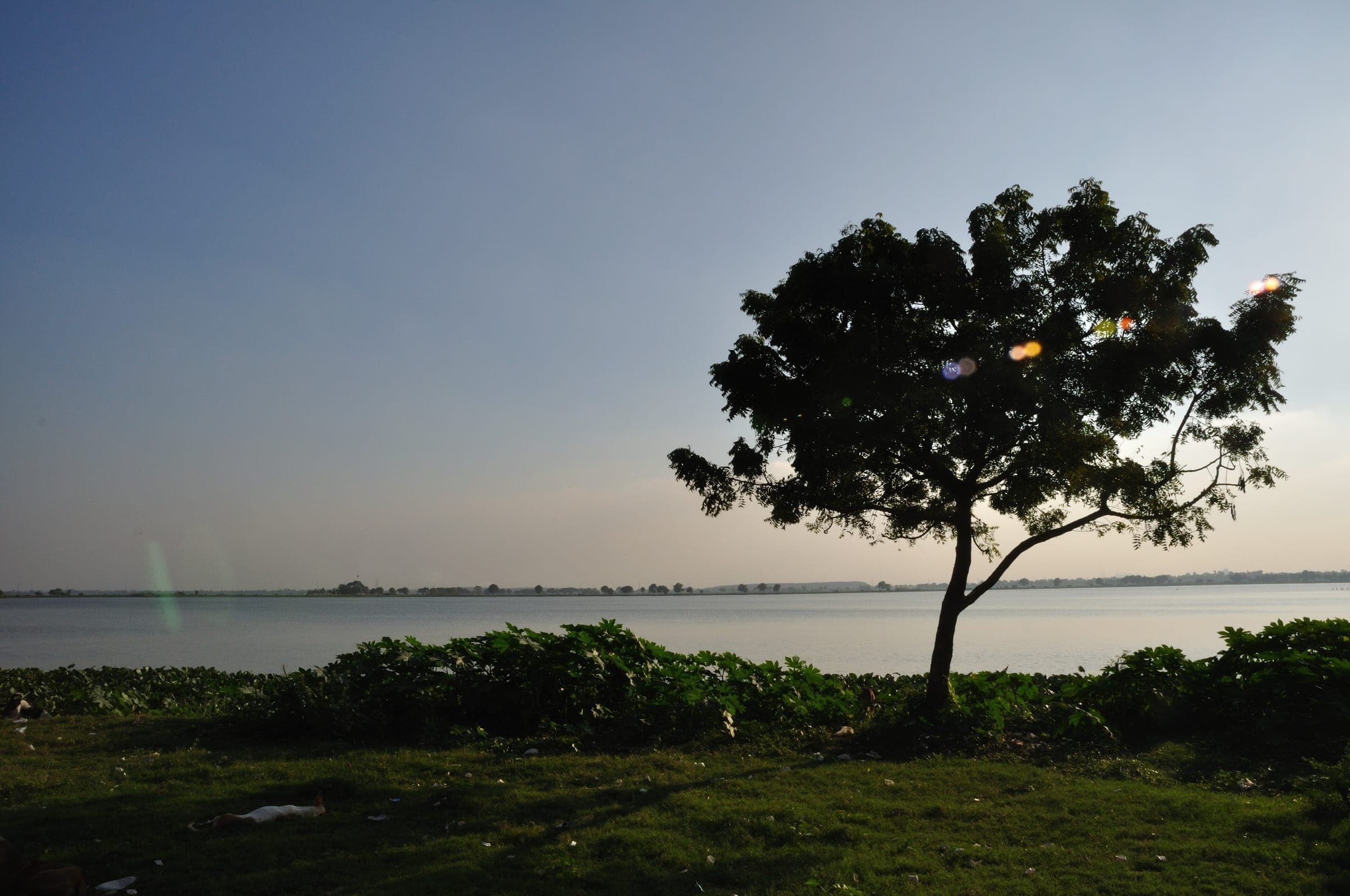 A lone tree at the edge of the Nalban wetland in East Kolkata at dusk