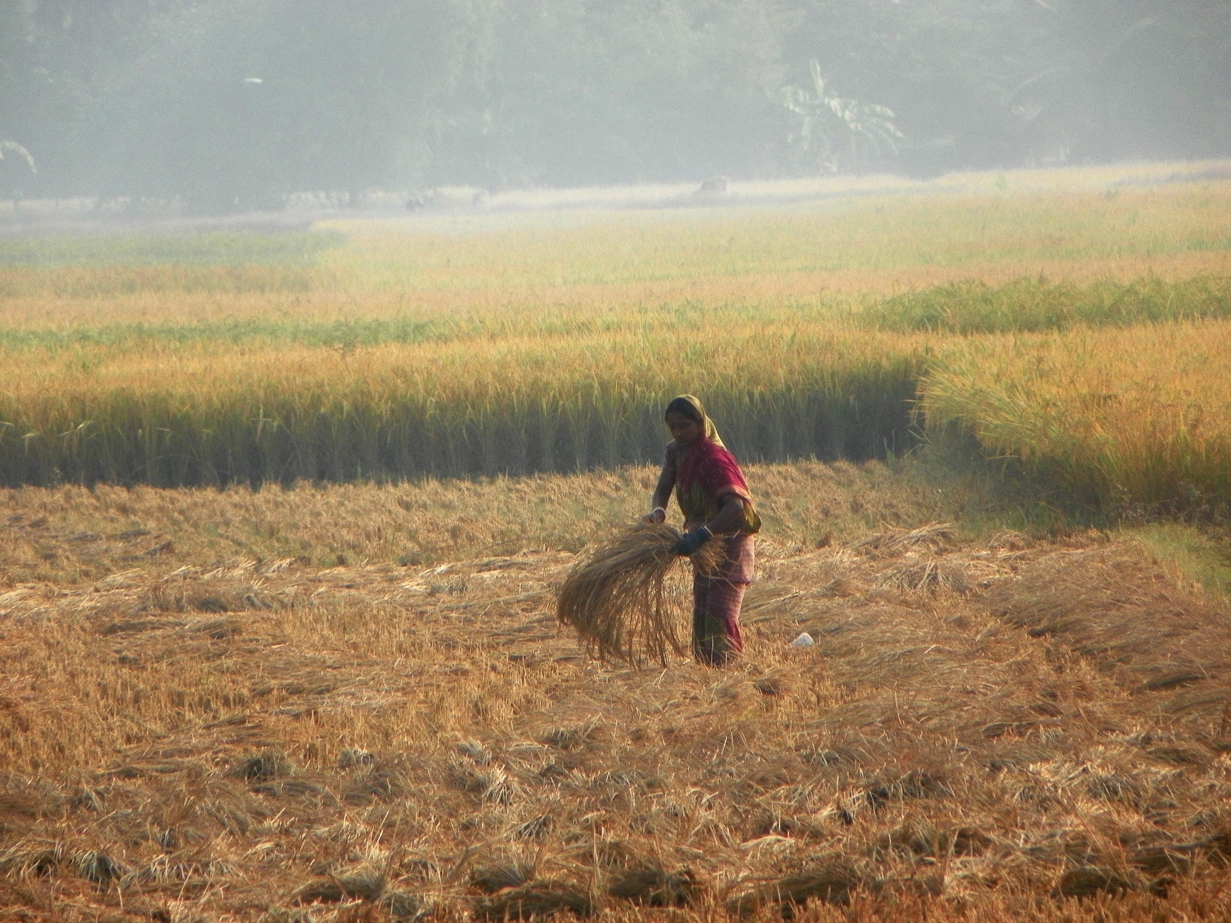 A woman gathering harvested rice in a golden field in the Sundarbans