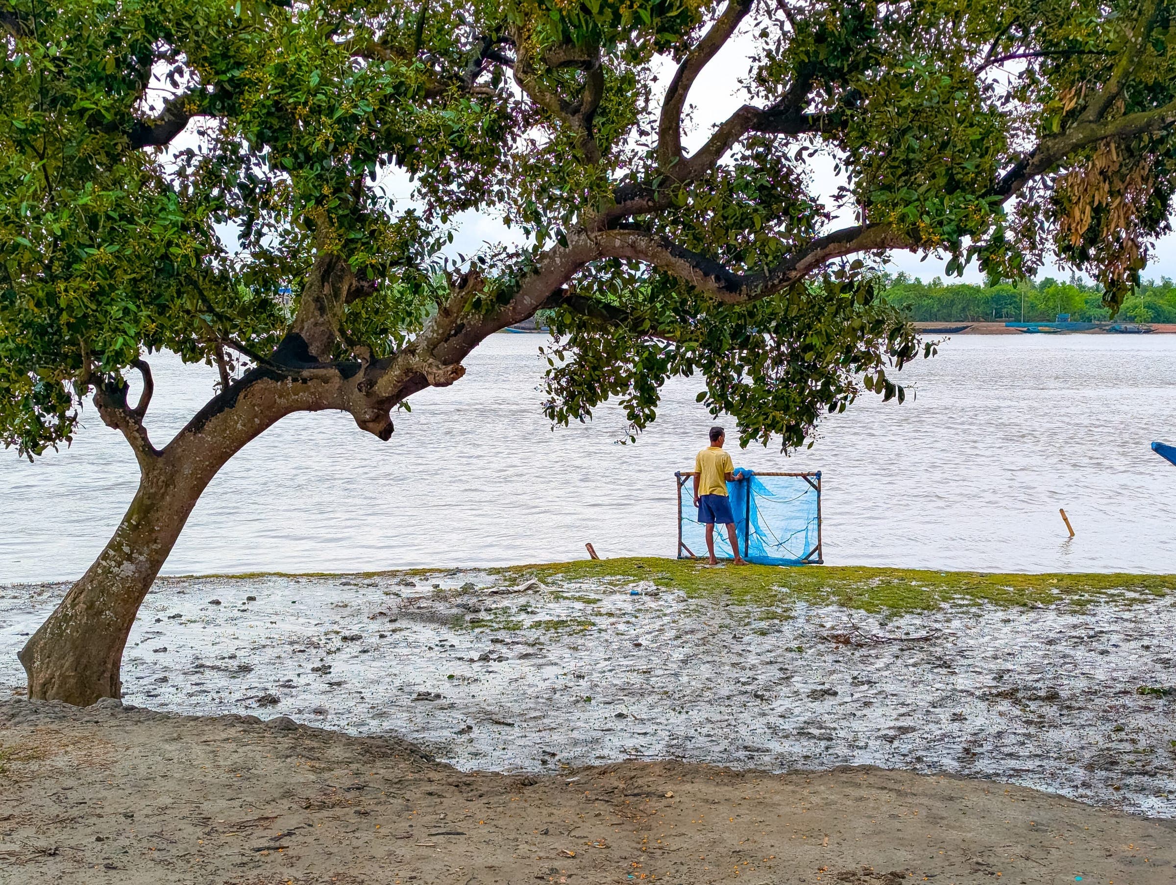 A fisher beneath a spreading tree on a Sundarbans riverbank