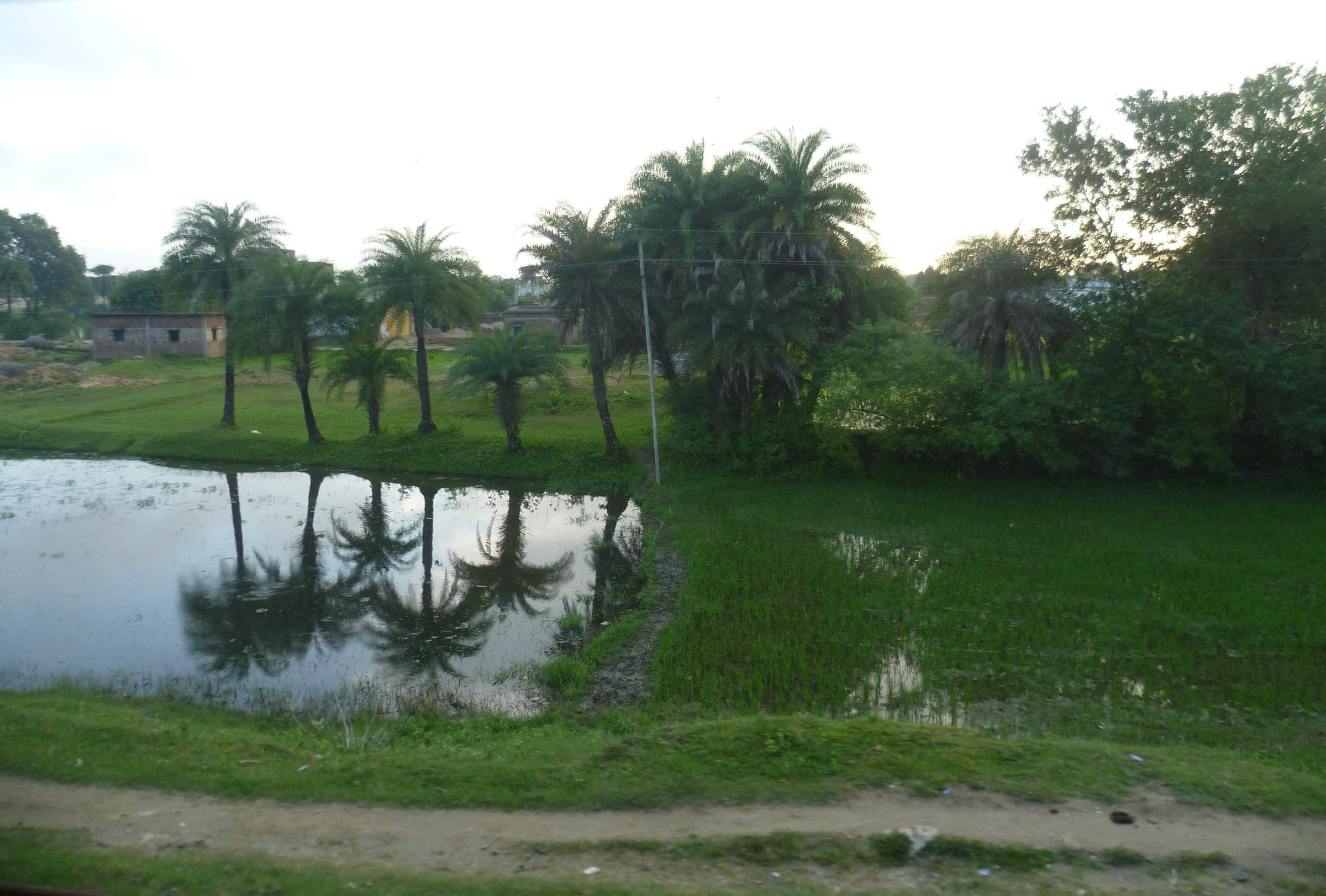 A still village pond in West Bengal fringed with palms and green paddy